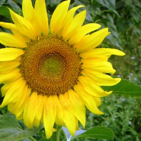 Sunflower from Krushovitsa