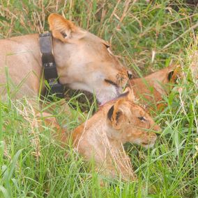 løver-rejsogoplev i tanzania