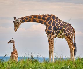 Giraf fra uganda