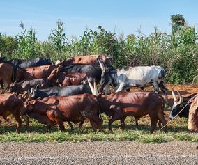 Koer og hyrde uganda