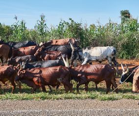 Koer og hyrde uganda