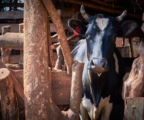 Uganda sortbroget ko i stald