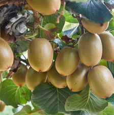 Kiwi frugt